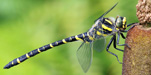 Libelle-Titel