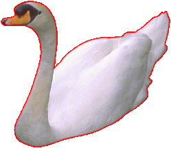 white swan (2)